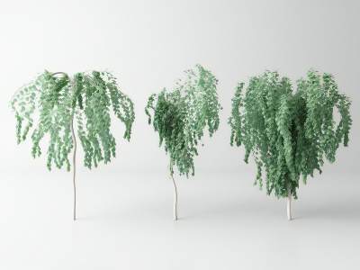 现代景观树